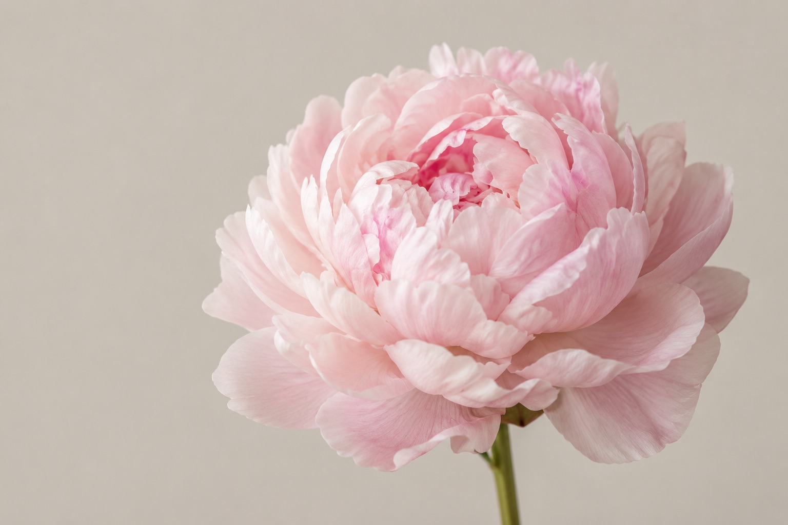 Female genital cosmetic surgery